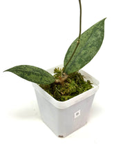 Load image into Gallery viewer, Hoya Lambii Silver B