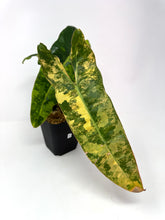 Load image into Gallery viewer, Philodendron Billietiae Variegated C
