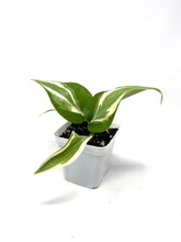 Load image into Gallery viewer, Philodendron ‘Silver Stripe’