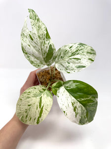 Epipremnum Pinnatum 'Marble' Variegated