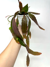 Load image into Gallery viewer, Pseudorhipsalis Ramulosa (Ships within Canada only)