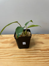 Load image into Gallery viewer, 218. Philodendron Mayoi