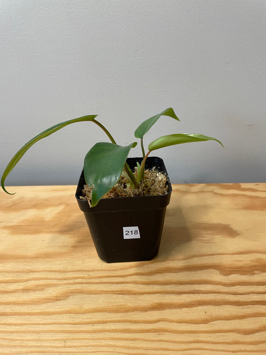 218. Philodendron Mayoi