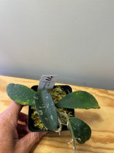 Load image into Gallery viewer, 15. Hoya Phuwuaensis