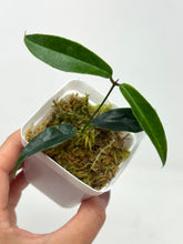 Load image into Gallery viewer, Hoya Chloranthae