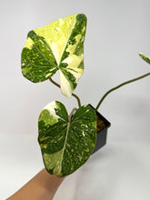 Load image into Gallery viewer, Philodendron Gloriosum Variegated C