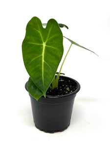 Alocasia Frydek