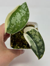Load image into Gallery viewer, Scindapsus Mayari Variegated B