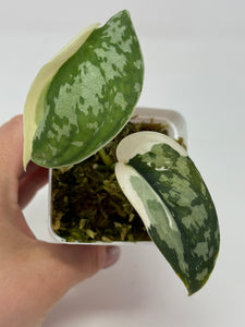 Scindapsus Mayari Variegated B