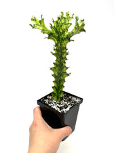 Load image into Gallery viewer, Euphorbia Trigona ‘Mint Cream’ (Ships within Canada only)