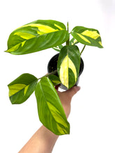 Load image into Gallery viewer, Ctenanthe 'Lubbersiana'