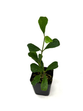 Load image into Gallery viewer, Hoya Manipurensis