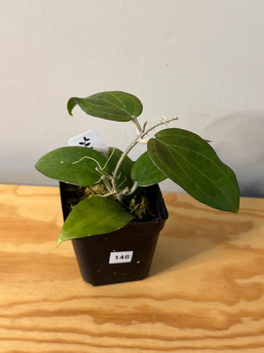 148. Hoya Pottsii