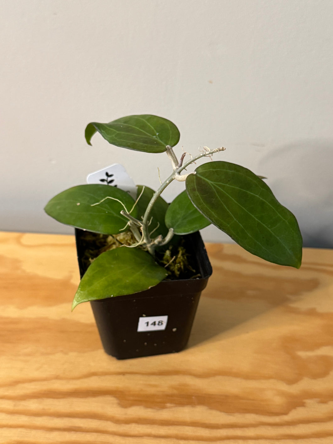 148. Hoya Pottsii