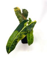Load image into Gallery viewer, Philodendron Billietiae Variegated C