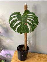 Load image into Gallery viewer, 185. Monstera Thai Constellation