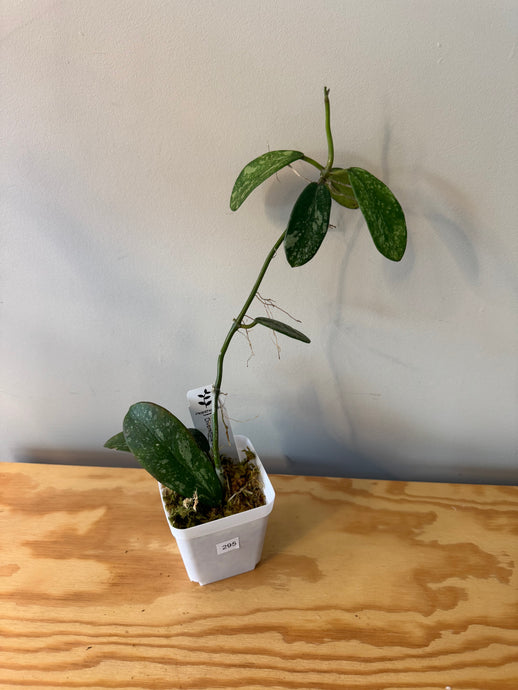 295. Hoya Diversifolia Splash