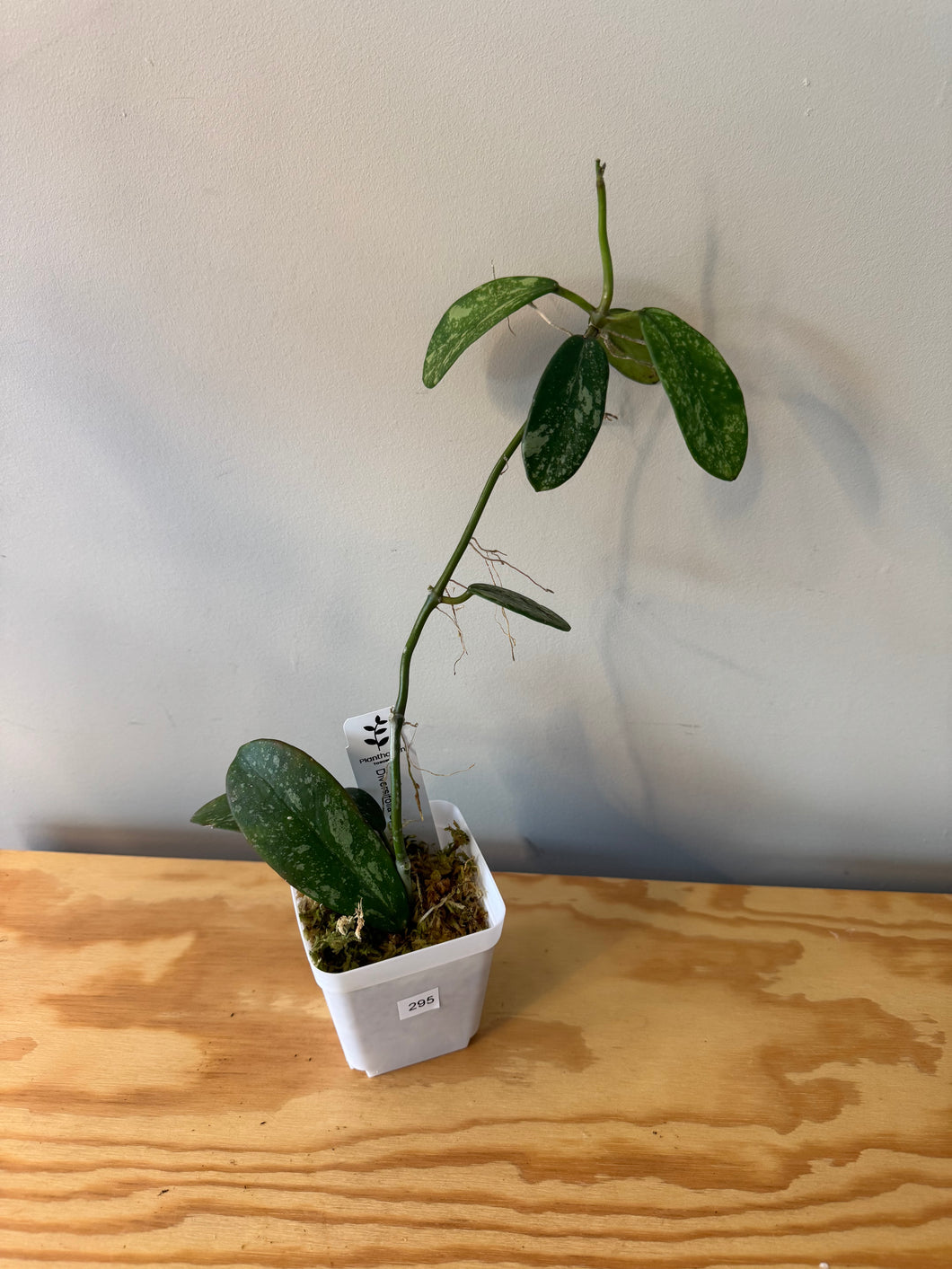 295. Hoya Diversifolia Splash