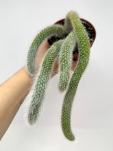 Load image into Gallery viewer, Cleistocactus Colademononis “Monkey Tail Cactus” Large Plant (Long hair variant) - Ships within Canada only