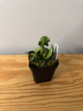 Load image into Gallery viewer, 19. Hoya Carnosa Compacta Variegated Mauna Loa