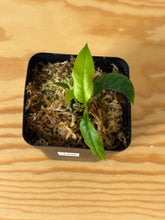 Load image into Gallery viewer, 150. Hoya Multiflora Ghost