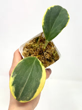 Load image into Gallery viewer, Hoya Pachyclada Albo Variegated