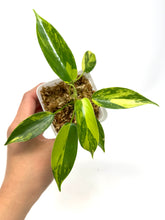 Load image into Gallery viewer, Philodendron Florida Beauty D