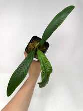 Load image into Gallery viewer, Philodendron Lynette ‘Campii’