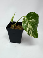 Load image into Gallery viewer, Monstera Deliciosa Albo Variegated N