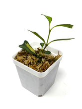 Load image into Gallery viewer, Hoya Manipurensis Variegated B