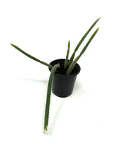 Load image into Gallery viewer, Aporocactus Flagelliformis ‘Rat tail Cactus’ (Ships within Canada only)