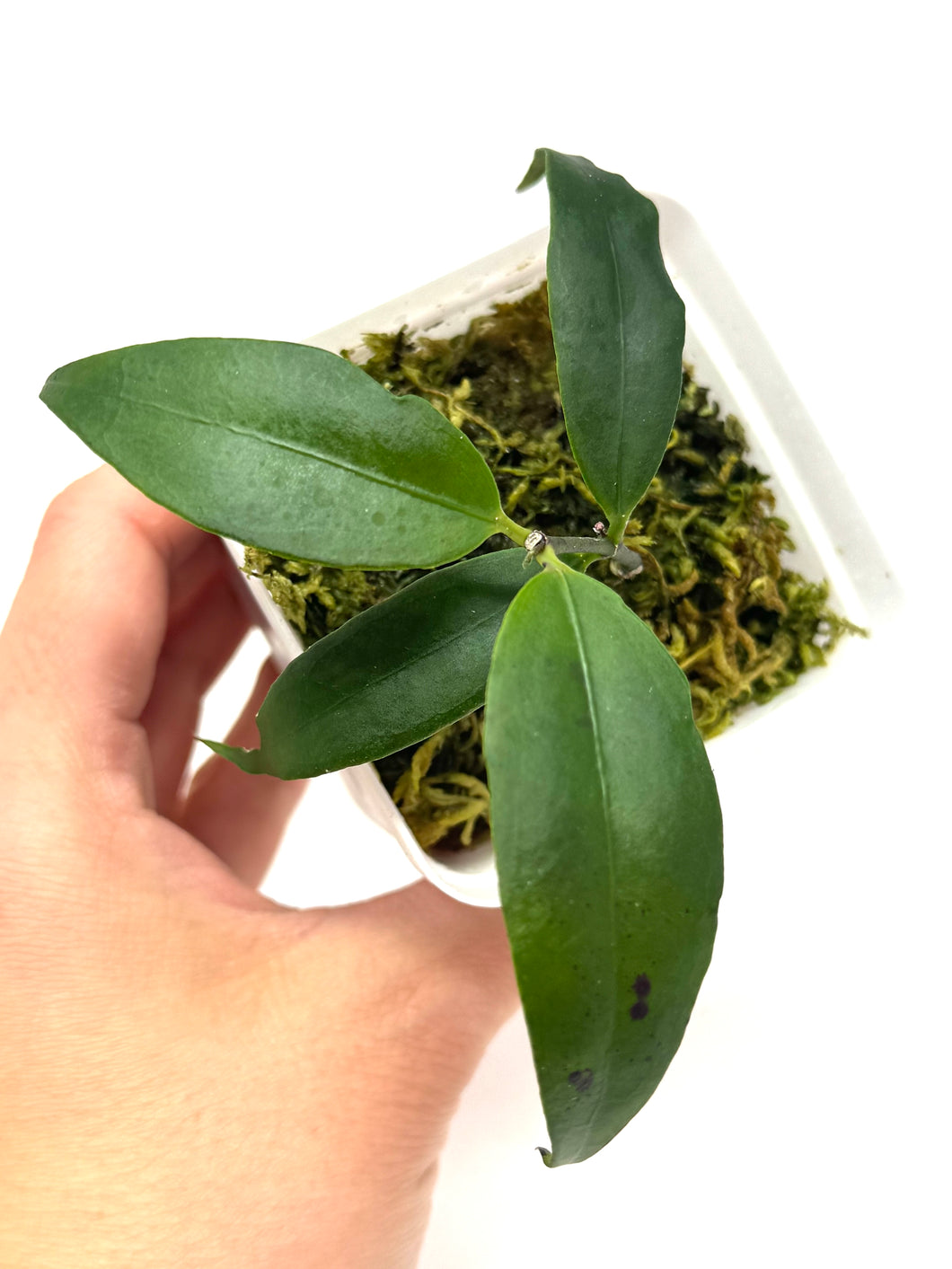 Hoya Liwa