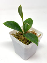 Load image into Gallery viewer, Hoya Magnifica