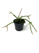 Load image into Gallery viewer, Rhipsalis Baccifera (Ships within Canada only)
