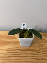 Load image into Gallery viewer, 15. Hoya Albiflora