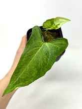 Load image into Gallery viewer, Syngonium Podophyllum ‘Jade Magic’