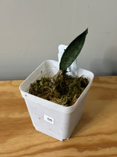 Load image into Gallery viewer, 56. Hoya Mitrata Silver