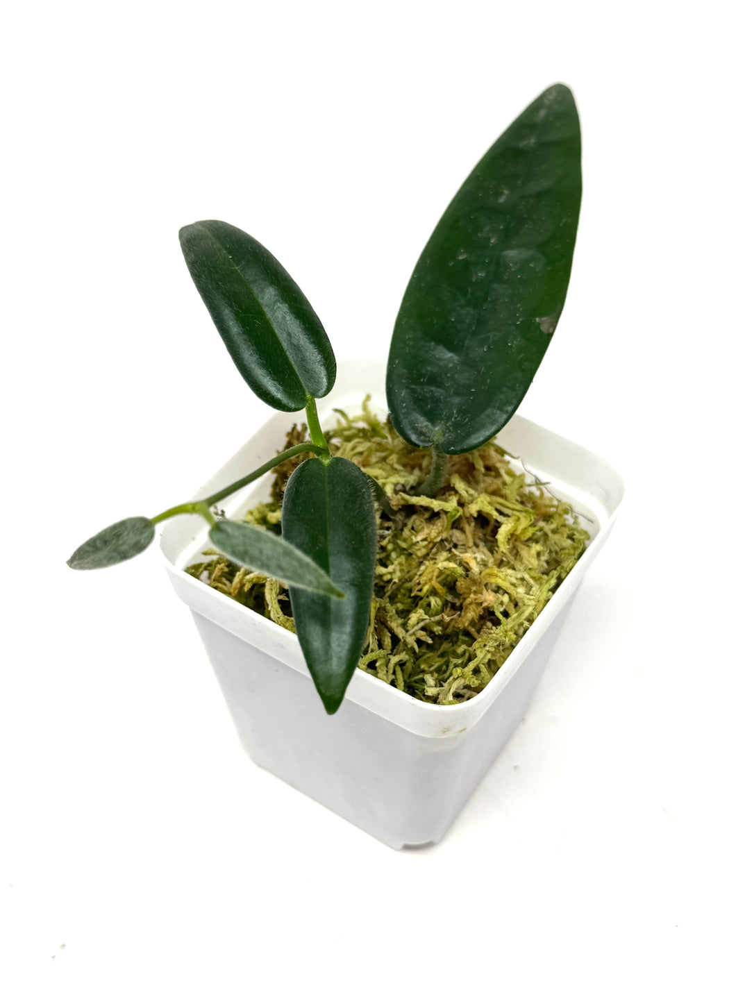 Hoya Stenaokei