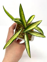 Load image into Gallery viewer, Hoya Kentiana Variegated