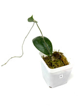 Load image into Gallery viewer, Hoya Lambii Silver B