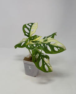 Monstera Adansonii Variegated B