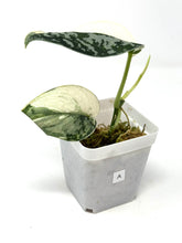 Load image into Gallery viewer, Scindapsus Mayari Variegated A