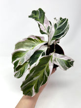 Load image into Gallery viewer, Calathea White Fusion