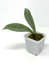 Load image into Gallery viewer, Hoya Pubicalyx Pink Silver Ghost E