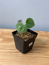 Load image into Gallery viewer, 117. Scindapsus Lucens