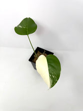 Load image into Gallery viewer, Monstera Deliciosa Albo Variegated B