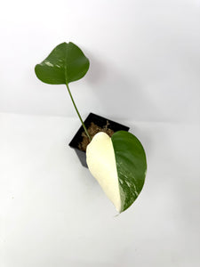 Monstera Deliciosa Albo Variegated B