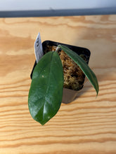 Load image into Gallery viewer, 286. Hoya Forbesii