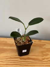 Load image into Gallery viewer, 327. Hoya Australis
