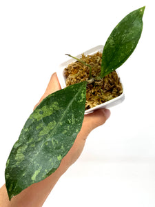Hoya Estrellaensis